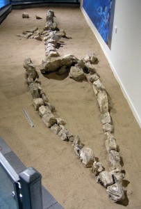 partial kronosaurus skeleton